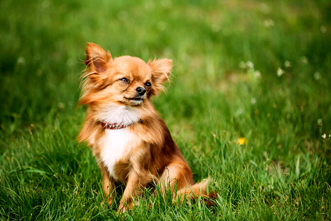 9 Motivi Sorprendenti Per Cui Il Tuo Chihuahua Ha Le Orecchie Flosce