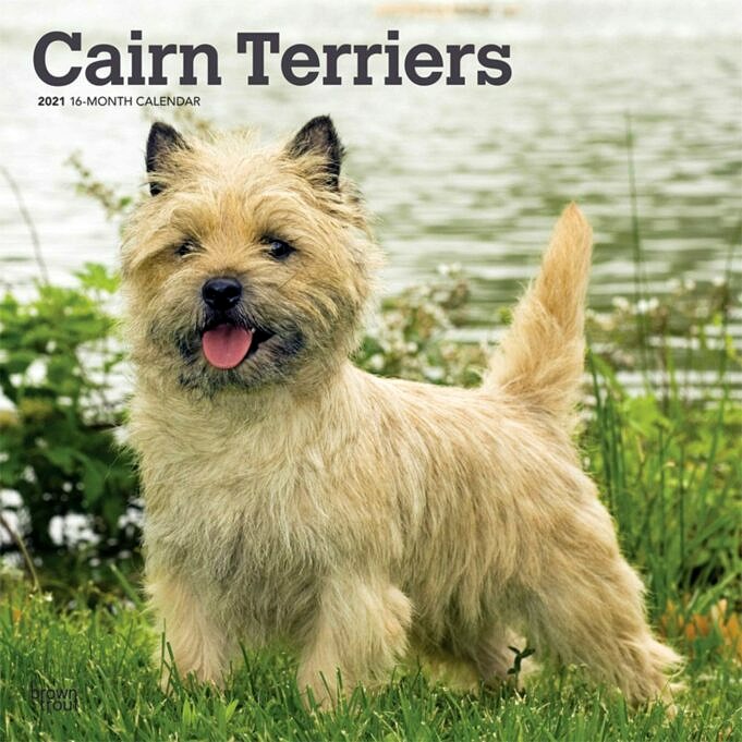 Cairn Terrier E Cairn Maltese Mix. Informazioni Foto Fatti E Tratti